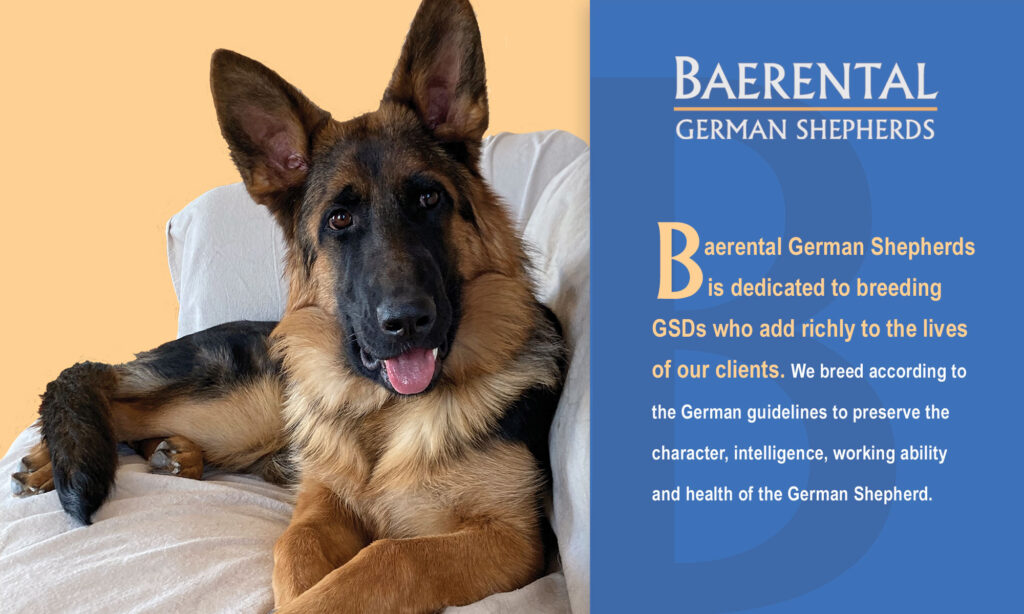 Baerental German Shepherds is dedicated to breeding GSDs who add richly to the lives of our clients. We breed according to the German guidelines to preserve the character, intelligence, working ability and health of the German Shepherd.
